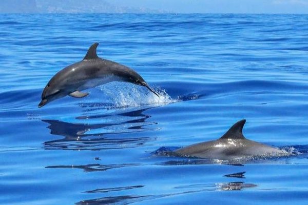 Klangschale Delfin