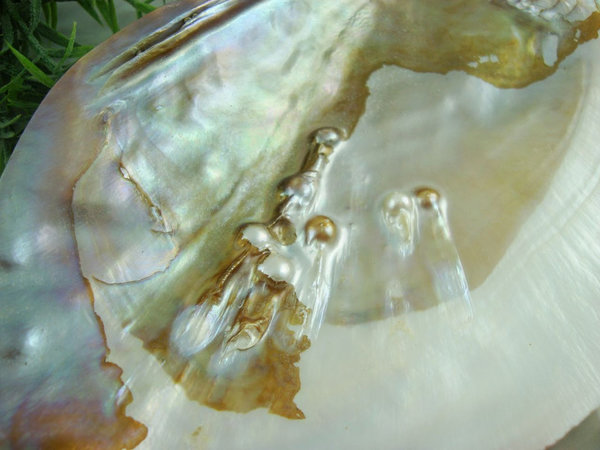 Süßwasser-Muschel-Schale - mit Perle (1 Stück)