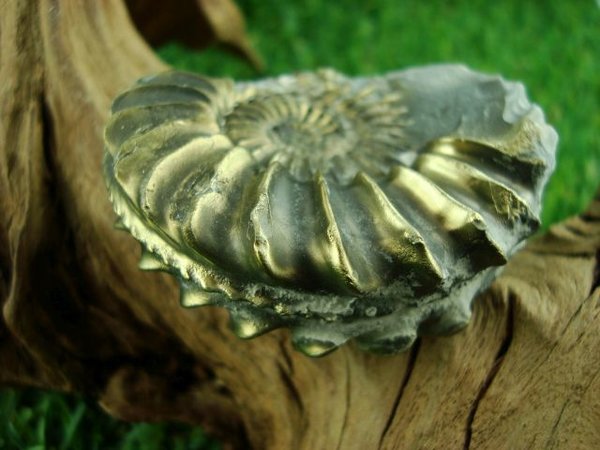 Gold-Ammonit - Pleuroceras spiratum