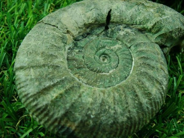 Ammonit "Grünling" - Orthosphinctes spiratum
